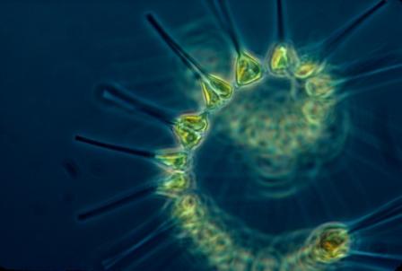 Phytoplankton